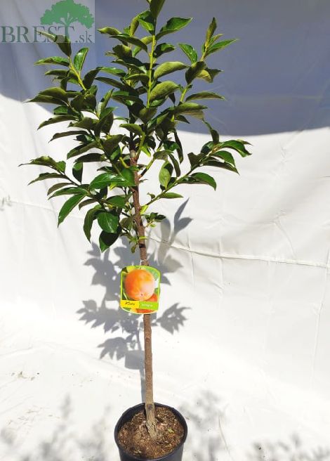 Hurmi Kaki 'Vaniglia' , kuriérom